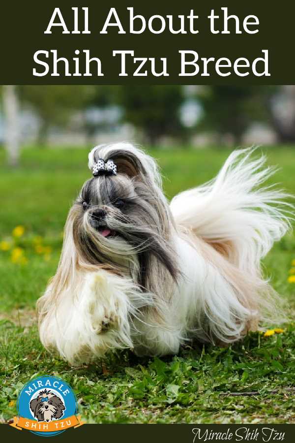 A Shih Tzu in full coat is running along a grassy path.