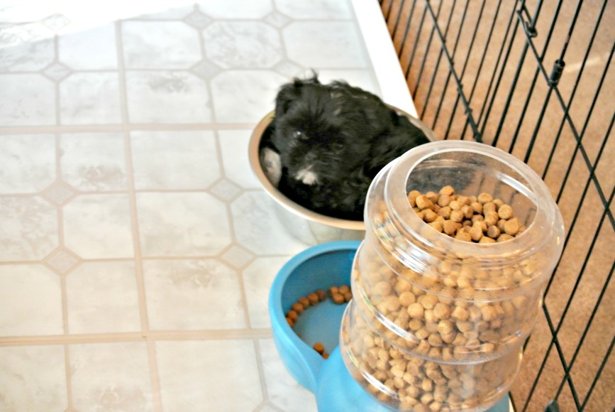 A small Shih Tzu puppy has found a good place to sleep in his food dish.