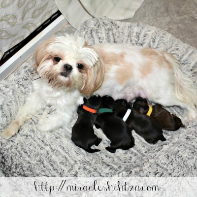 how can you tell if a shih tzu is pregnant