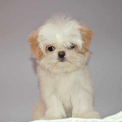 Shih Tzu Puppies - toys & games - by owner - sale - craigslist