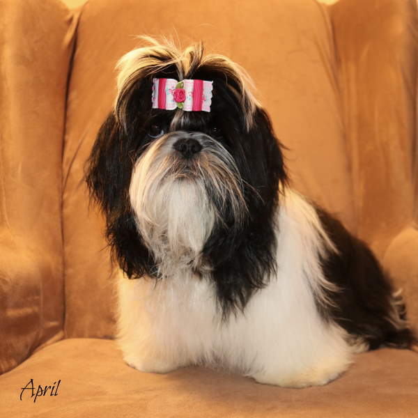 Shih tzu deals grooming pillow