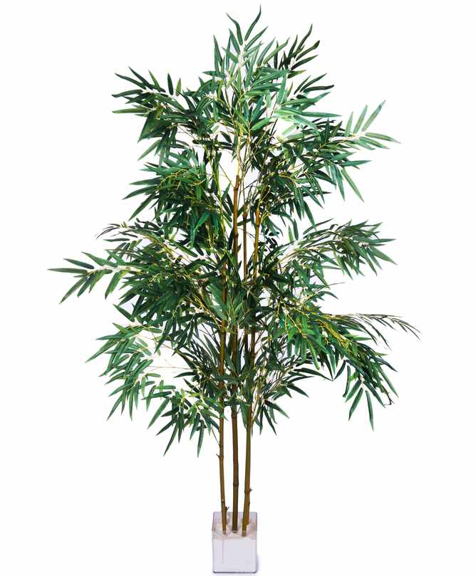 Areca Palm (Dypsis lutescens)