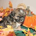 Autumn Puppy Names Link