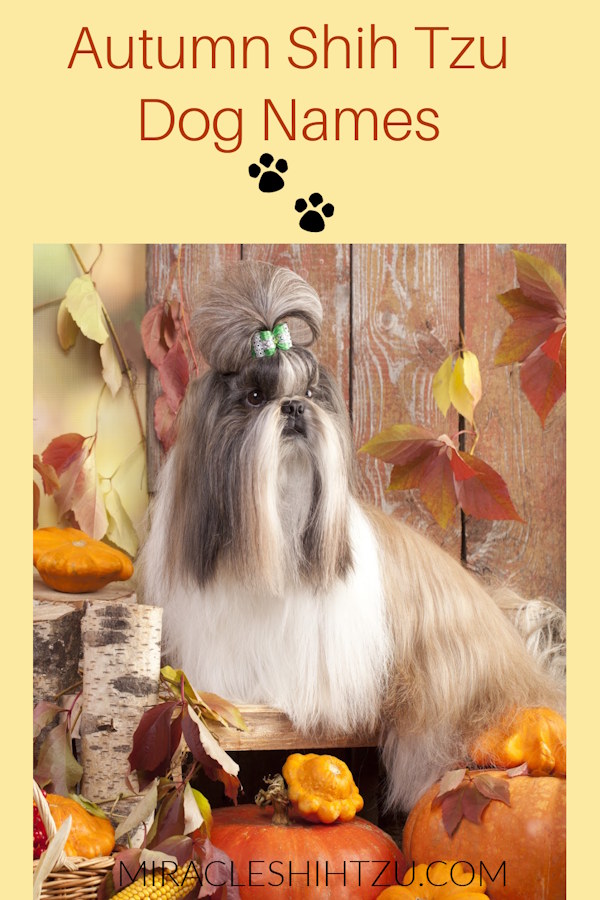 A Shih Tzu in full show coat is posing around a collage of Fall leaves and pumpkins