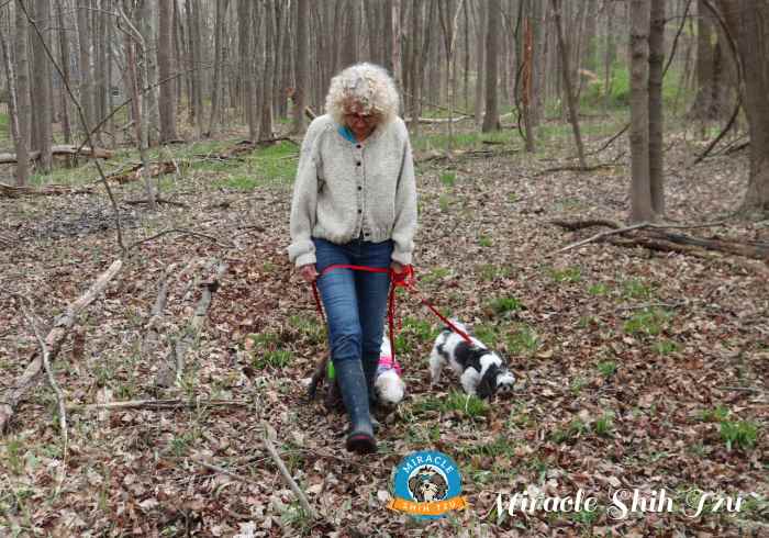 Several Shih Tzu dogs are walking in the woods.