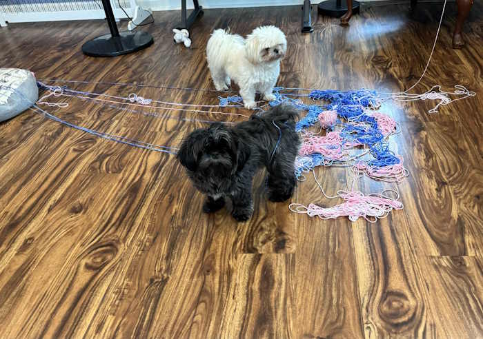 Two Shih Tzu dogs ripped apart a skein of yarn