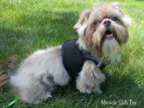 how to get a shih tzu to stop barking