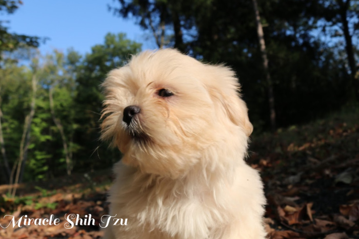 Puppy Barking Problems A young puppy is shown barking