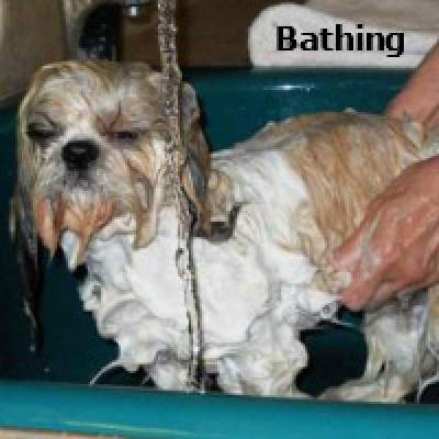 can i bathe my shih tzu once a week