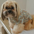 Beannie-Shih-Tzu.jpg Beannie-Shih-Tzu.jpg