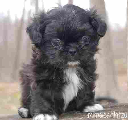 brachycephalic shih tzu