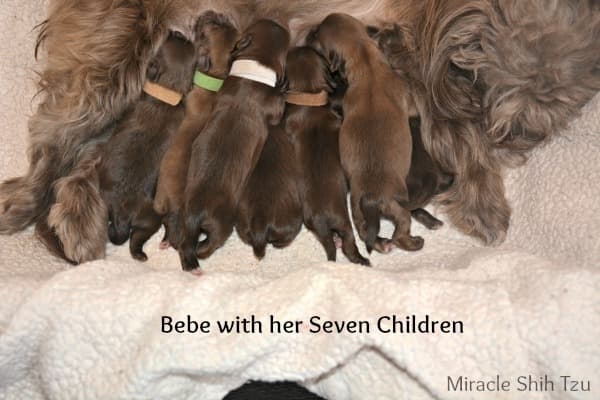 how can you tell if a shih tzu is pregnant