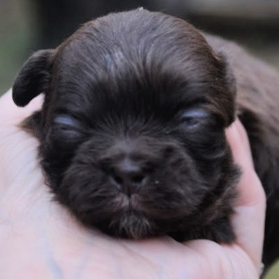 Shih Tzu Puppies For Sale in NE Ohio (Cleveland - Akron)