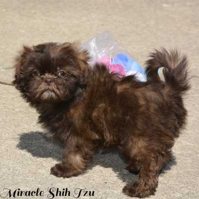 Bebe-Princess6.jpg Bebe-Princess6.jpg