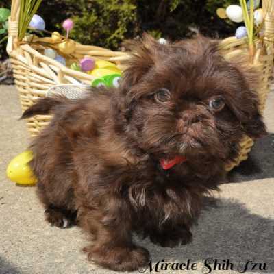 liver type shih tzu