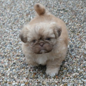 Shih Tzu Puppies