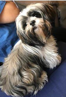 Bella Before Her Haircut Bella Before Her Haircut