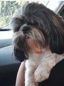 Bella with a trim Bella with a trim