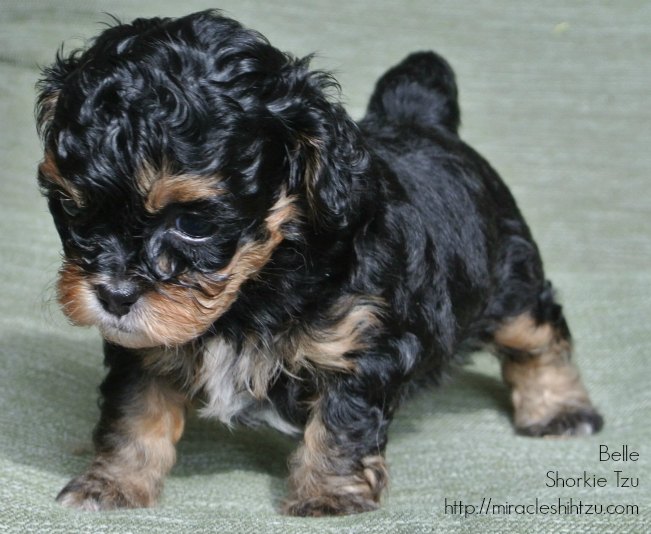 7 week old shih tzu puppy care