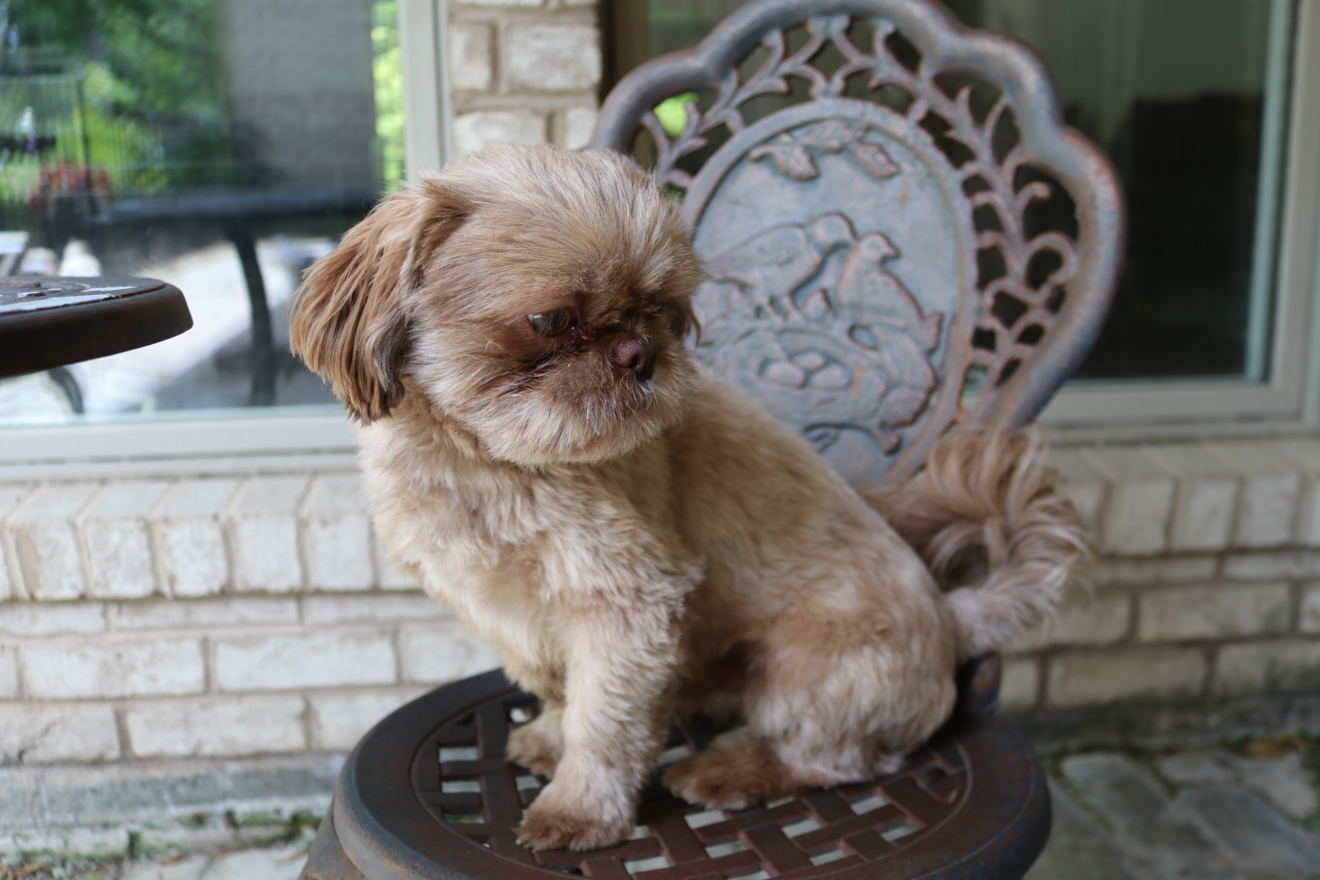 A liver colored Shih Tzu male is sitting on a porch chair