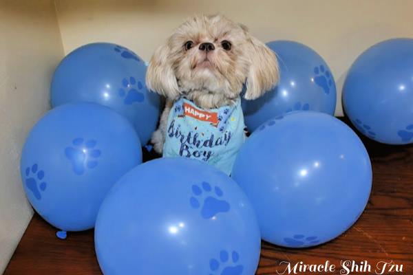 puppy first birthday party