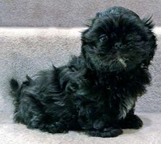 new shih tzu puppy new owner checklist new shih tzu puppy new owner checklist