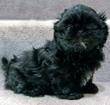 Black Dog Names Link