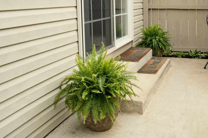 Boston Fern (Nephrolepis exaltata)