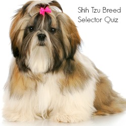 Shih Tzu Breed Selector Quiz Link