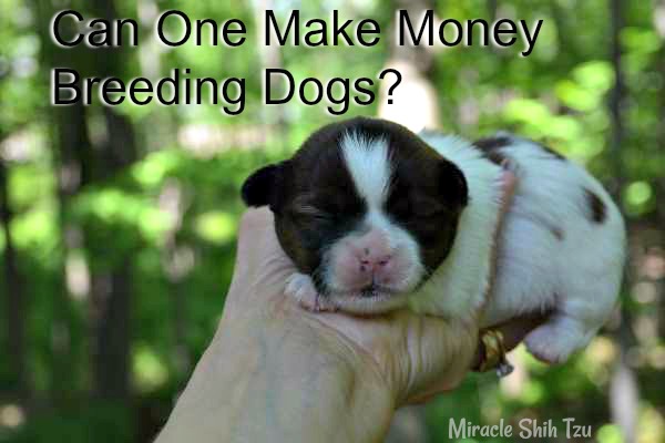 Can you make money breeding dogs?