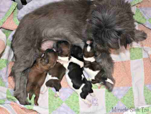 how many puppies does a shih tzu usually have