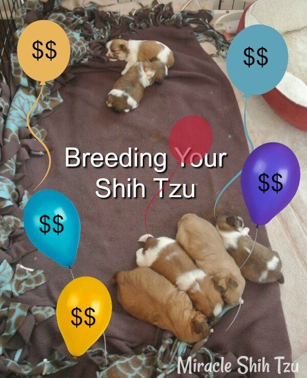 Breed your Shih Tzu to earn money?  Not Likely Breed your Shih Tzu to earn money?  Not Likely