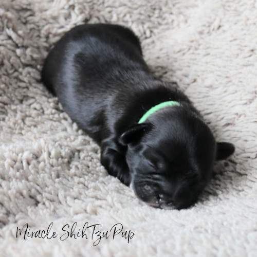 Small black puppy sleeping Small black puppy sleeping