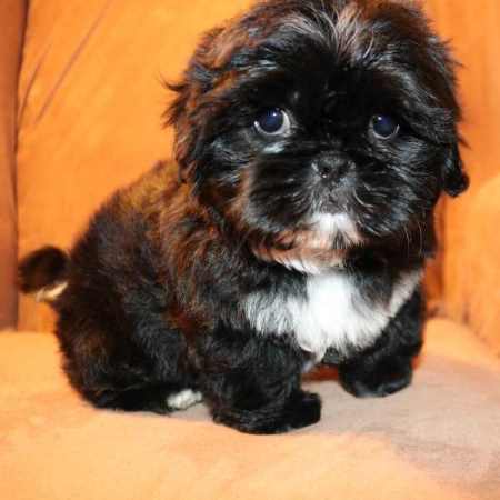 A black Shih Tzu puppy with white tuxedo markings is looking at the camera
