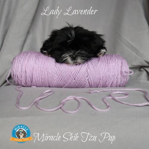 Black shih tzu puppy resting his head on a skein of yarn