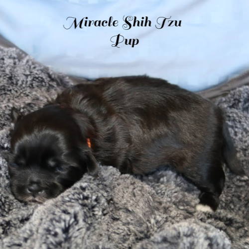 Small brown Shih Tzu Puppy Sleeping Small brown Shih Tzu Puppy Sleeping