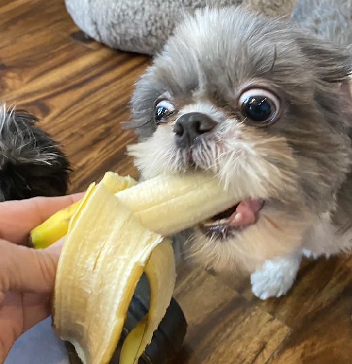 A Shih Tzu dog is trying to take a bite out of a whole banana A Shih Tzu dog is trying to take a bite out of a whole banana