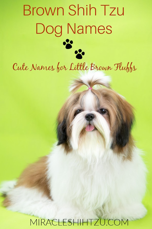 A brown dog is seated looking at the camera on a pin image.