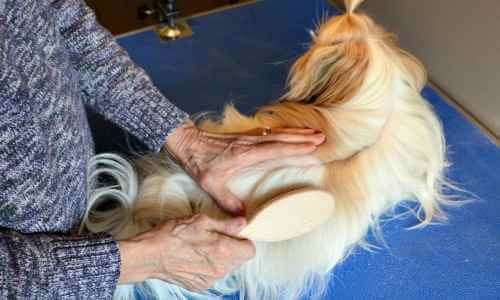 A gold and white Shih Tzu dog named Poppy is being brushed.