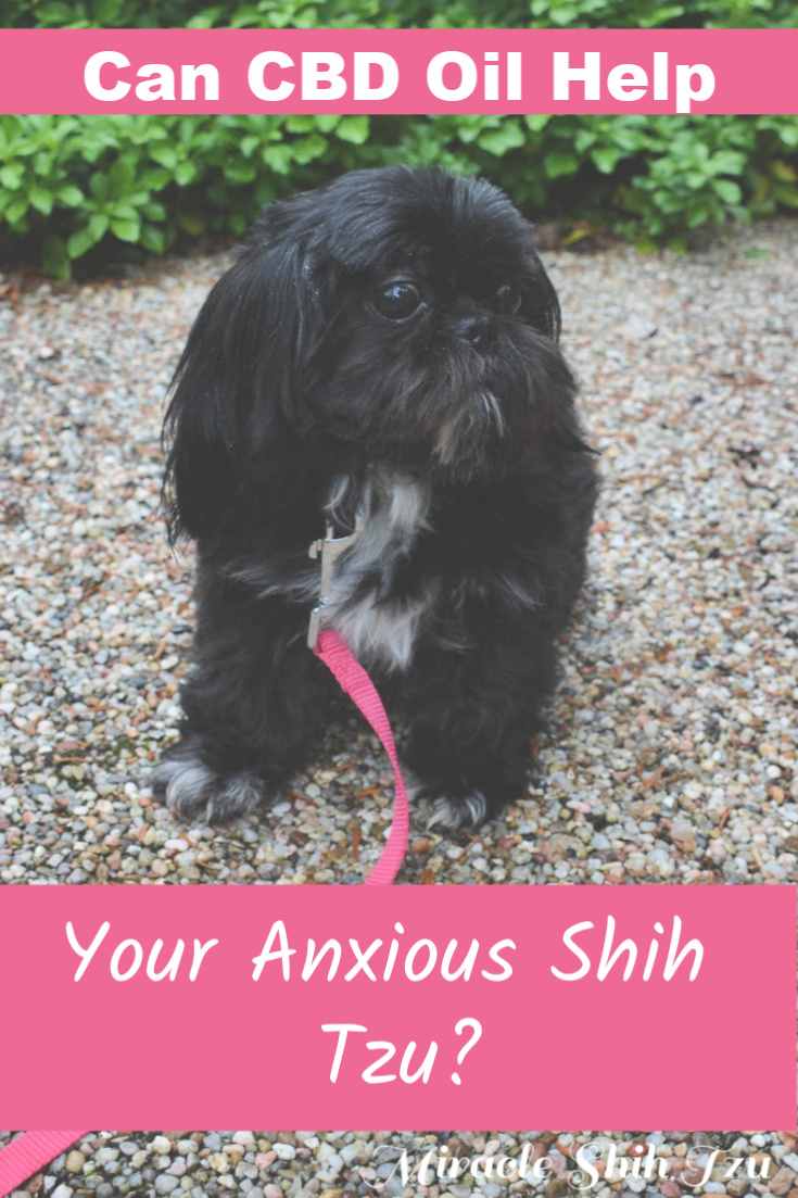 Anxious Shih Tzu pin image