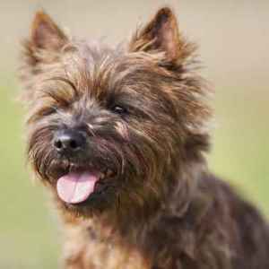 Cairn Terrier on solid background