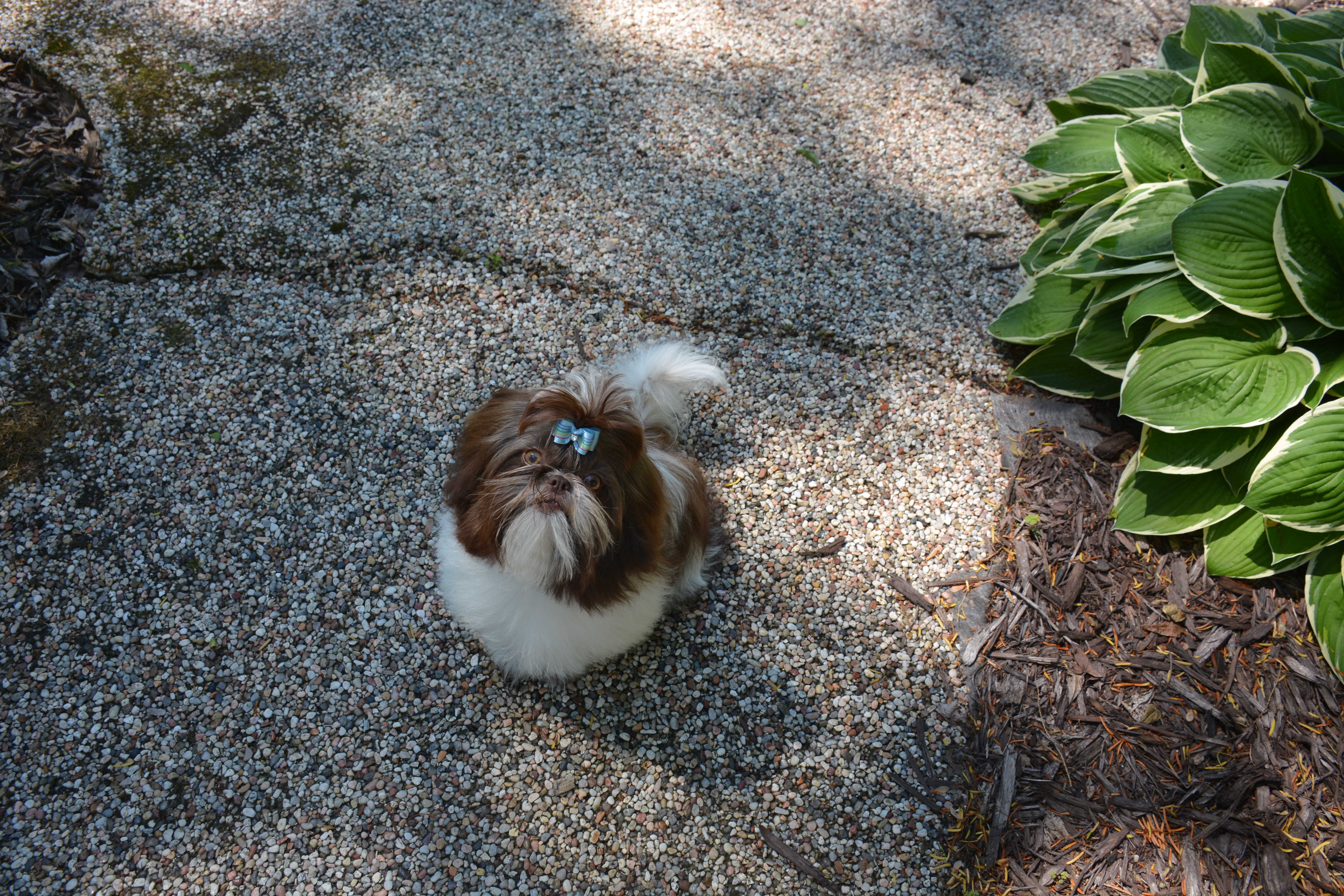 A Shih Tzu standing on a path