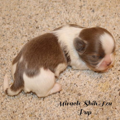 A tiny liver and white Shih Tzu curled up and sleeping