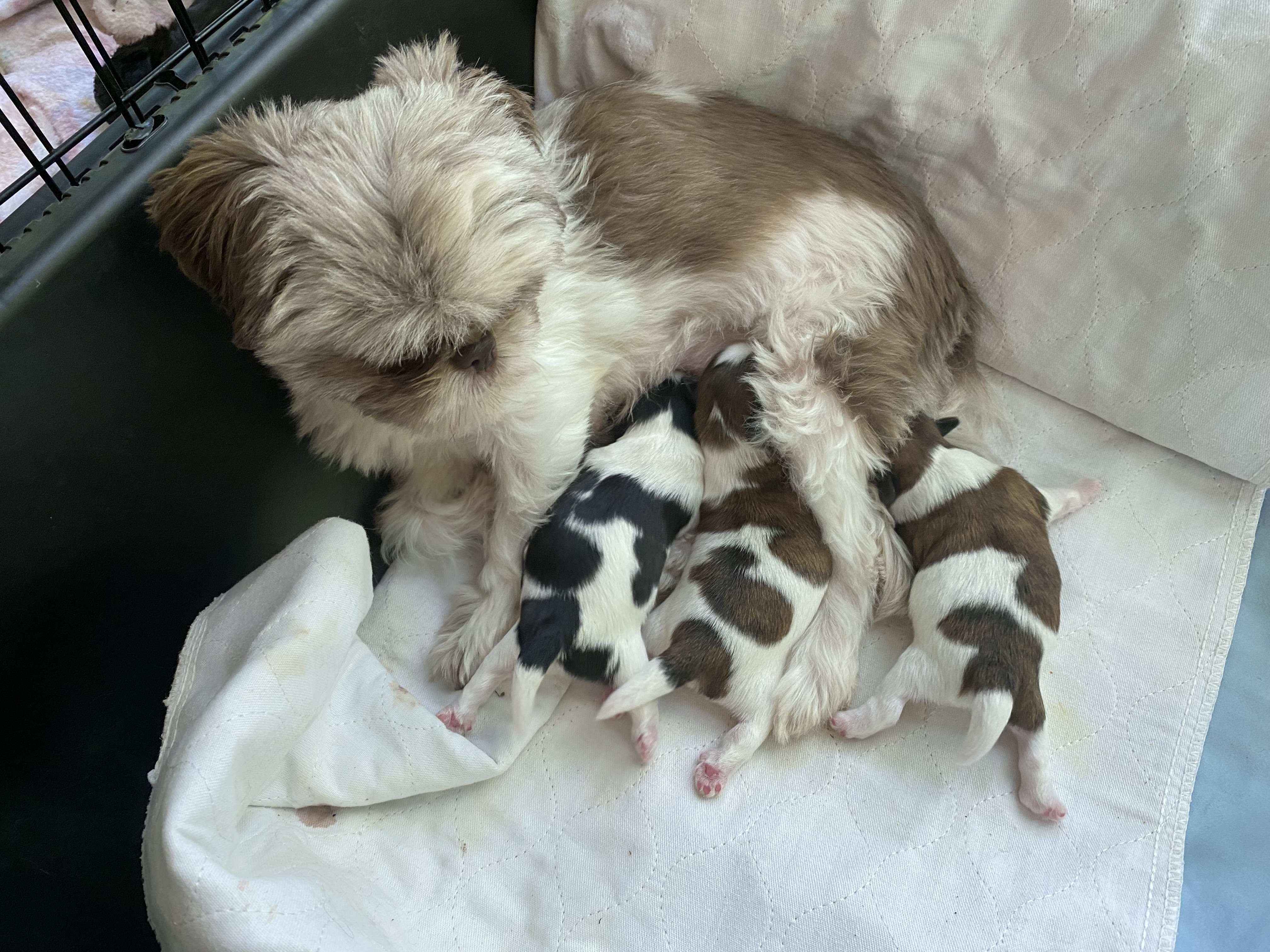 A mama dog with three puppies
