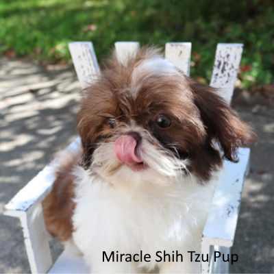 Shih Tzu Puppy Health Issues