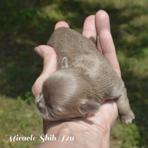Tiny newborn puppy resting in a person's hand. Tiny newborn puppy resting in a person's hand.