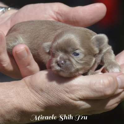 tiny liver colored shih tzu puppy