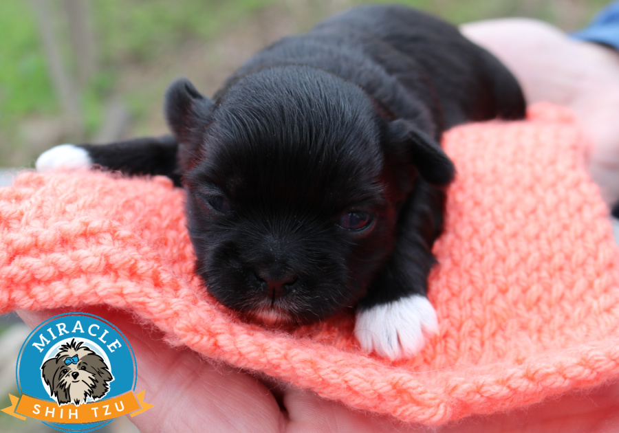 A young Shih Tzu puppy lying on a blanket