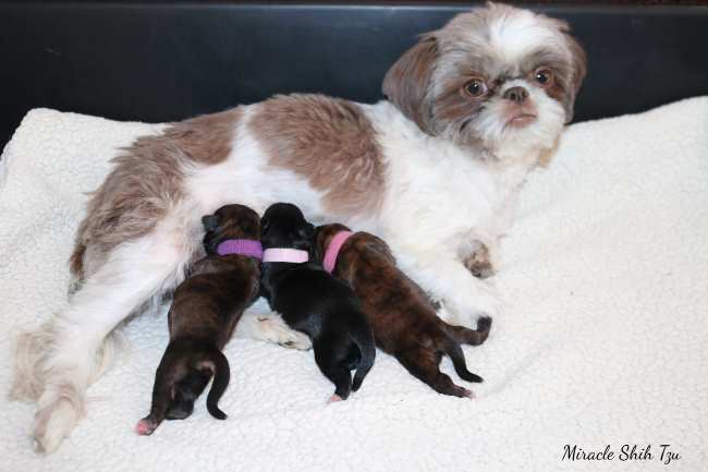 how many puppies does a shih tzu usually have