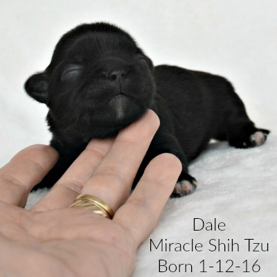 Dog Breeding can be a legitimate way to earn a living Dog Breeding can be a legitimate way to earn a living